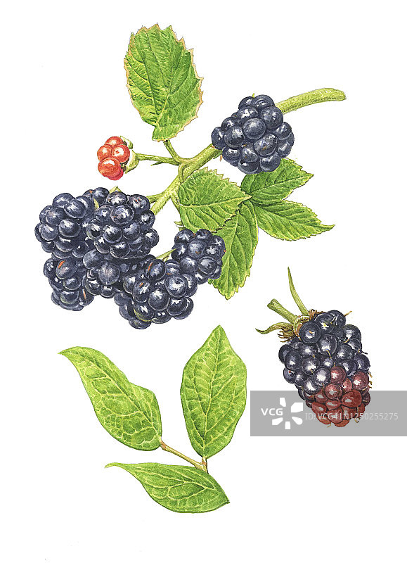黑莓插画图片素材