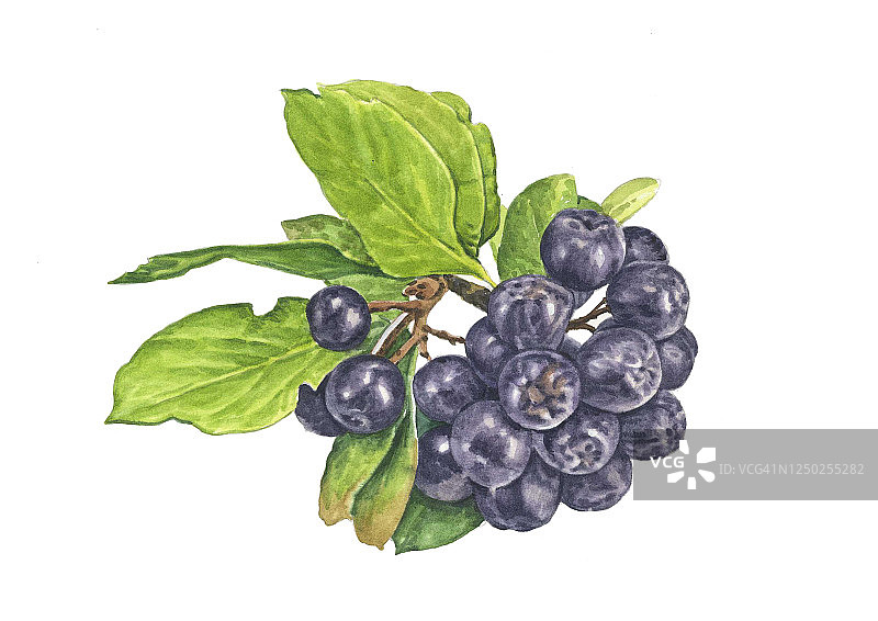 黑莓插画图片素材