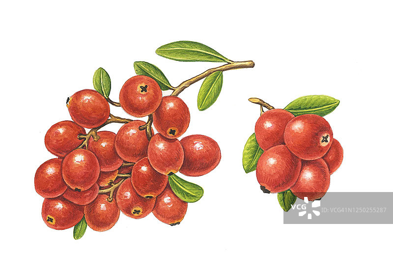 浆果插画图片素材