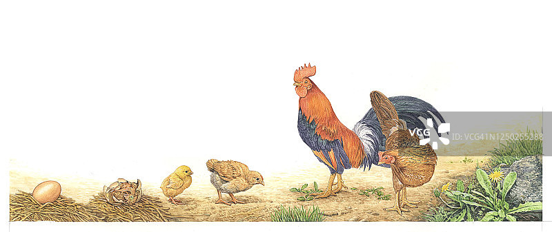 插画：鸡的生活图片素材