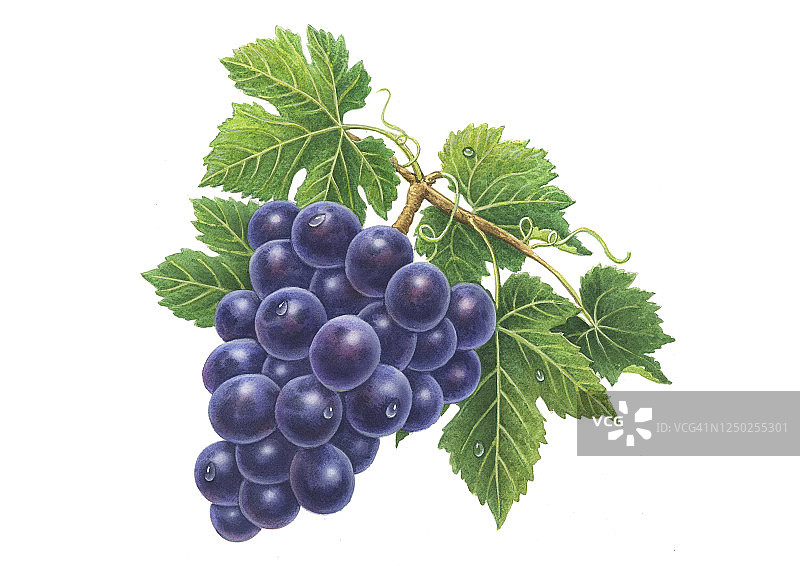 葡萄插画图片素材