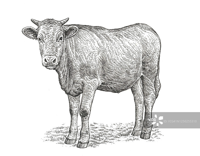 奶牛插画图片素材