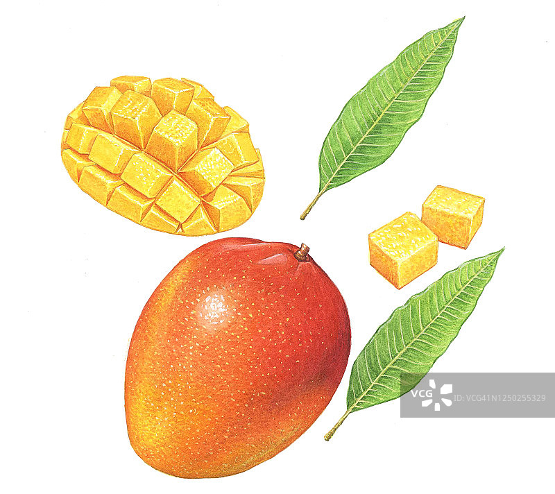 芒果横截面插画图片素材