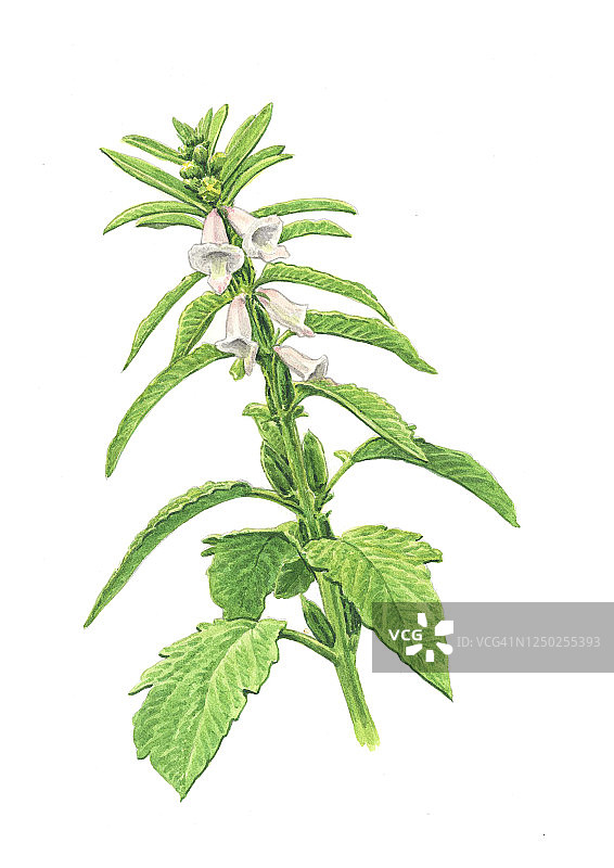 芝麻插画图片素材