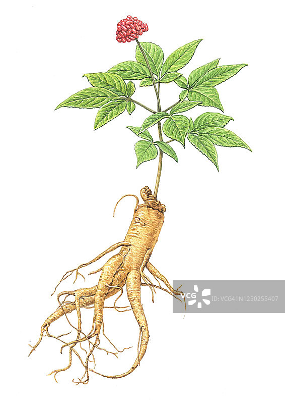 人参插画图片素材