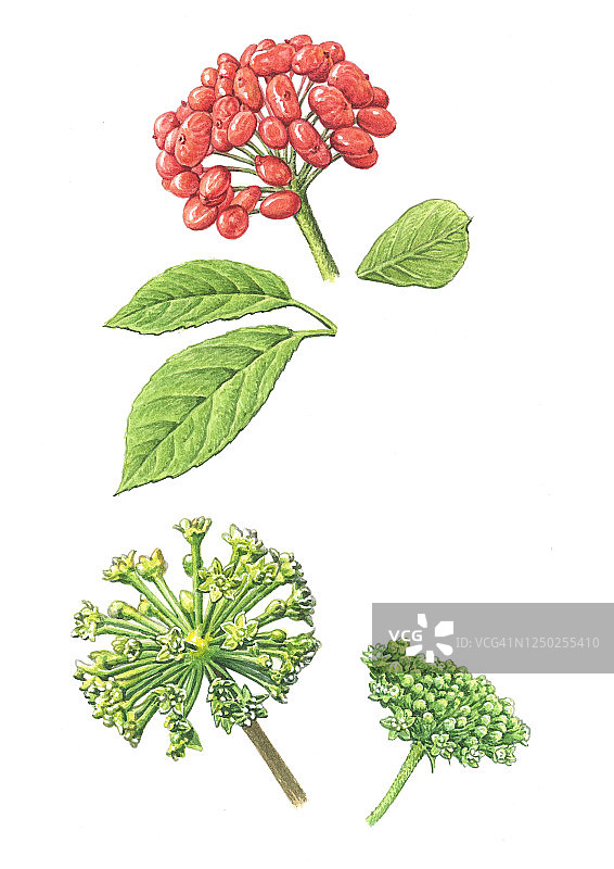 人参插画图片素材