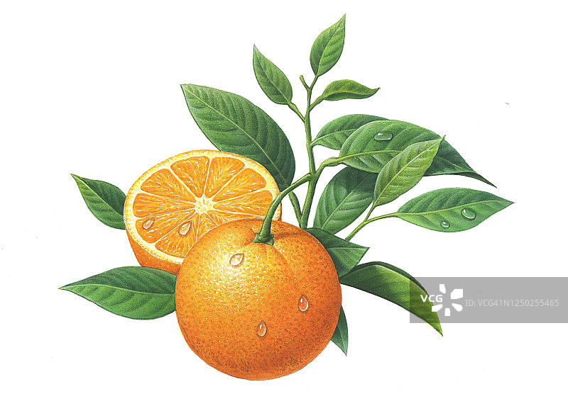 橙子插画图片素材
