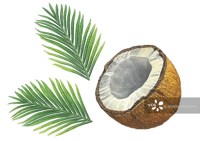椰子横截面插画图片素材
