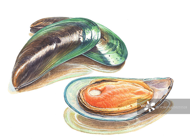 贻贝插画图片素材