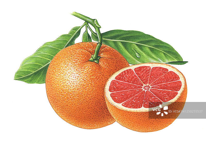 葡萄柚横截面插画图片素材