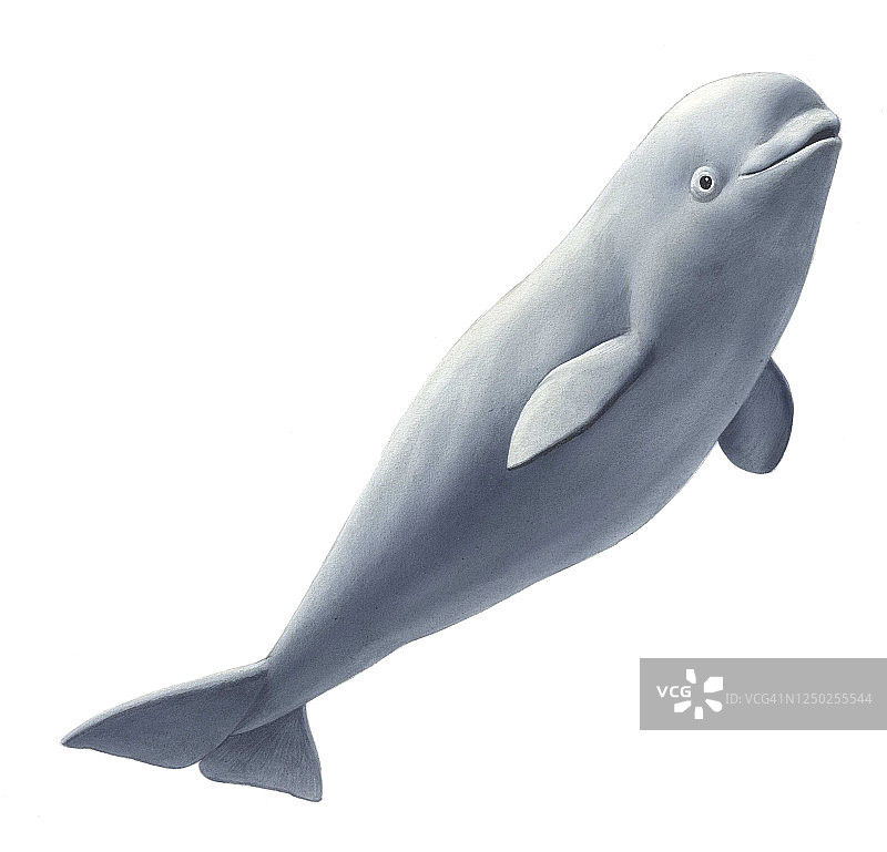 白鲸插画图片素材