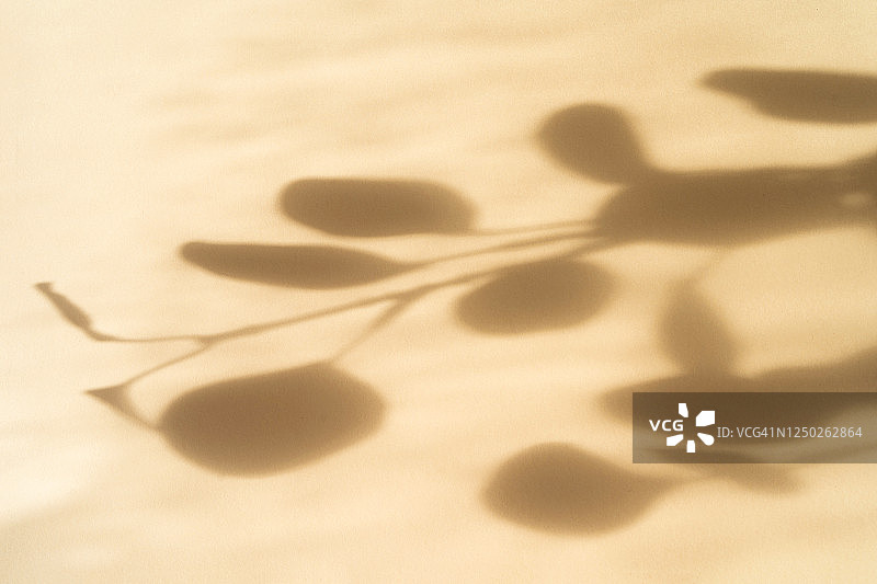 抽象纸背景，桉树枝叶阴影图片素材