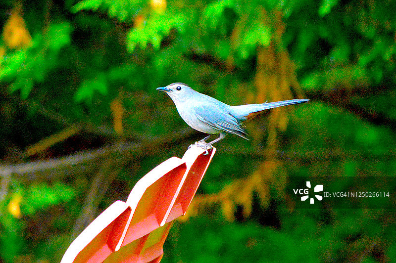 灰色的猫鹊图片素材