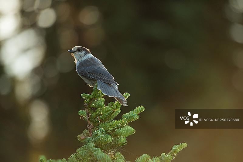 栖息在松树枝上的松鸦图片素材