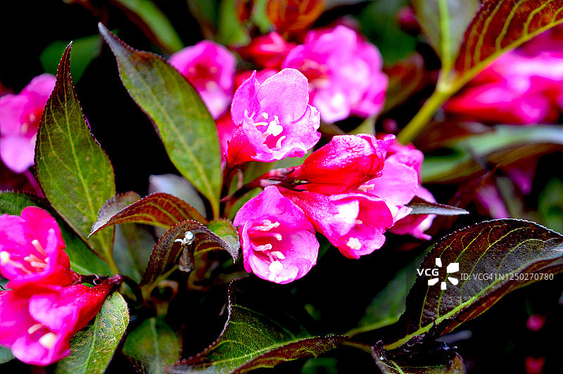 灌木丛中的盛开鲜花图片素材