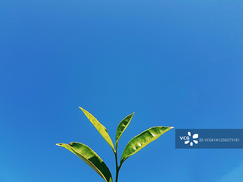 蓝天下茶树特写图片素材