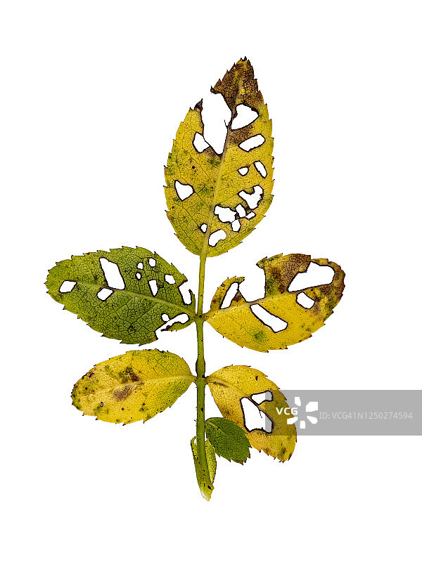 白色背景上带有绿色和黄色孔洞叶子的树枝特写全画幅图片素材