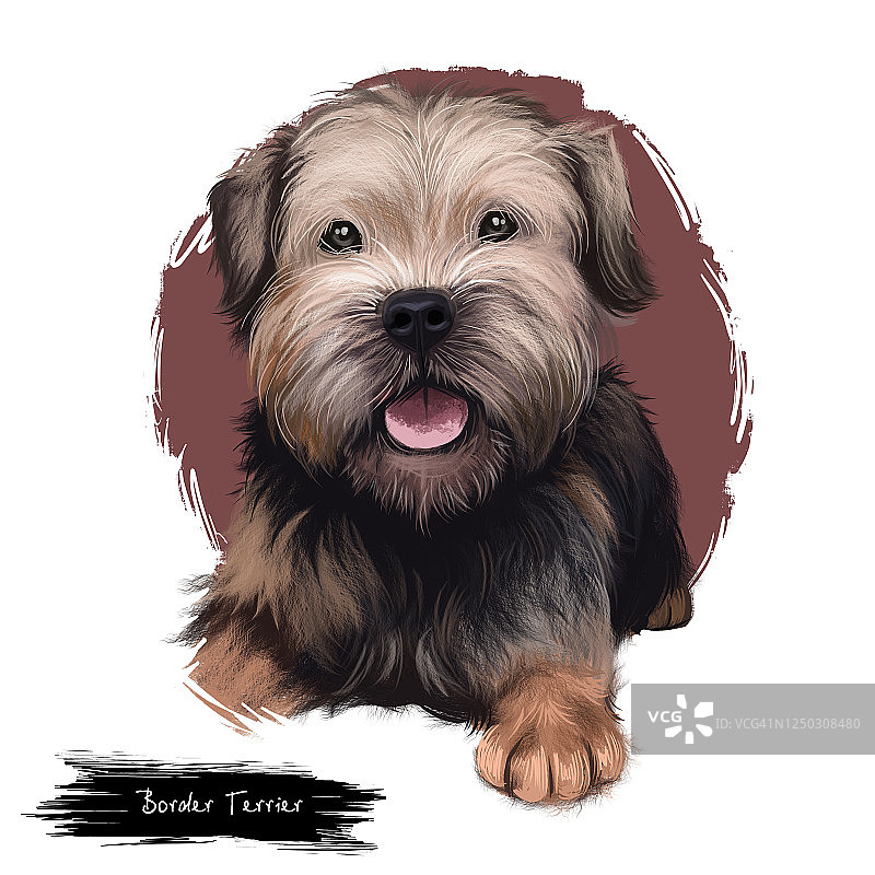 白色背景上的边境梗犬数字艺术插画。 英国血统的猎狐犬和害兽犬。 可爱的手绘宠物肖像。 用于网络、印刷的图形剪贴画设计。图片素材