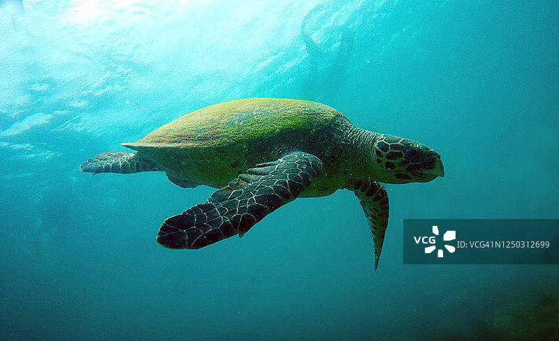 玳瑁海龟游泳图片素材