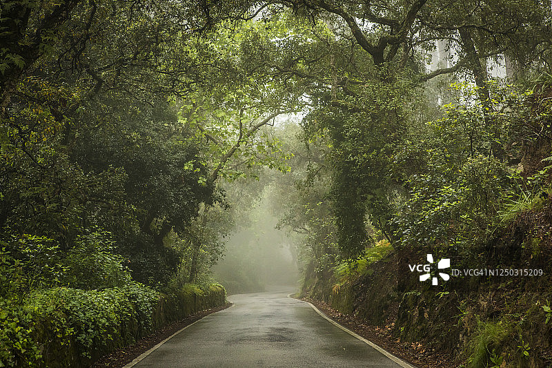 森林中的阴沉一日图片素材