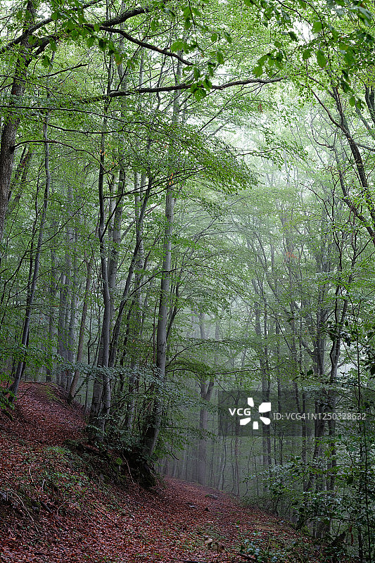 叶绿素树冠图片素材