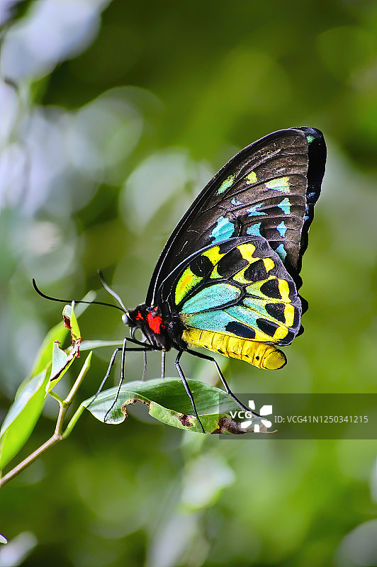 凯恩斯天堂凤蝶图片素材