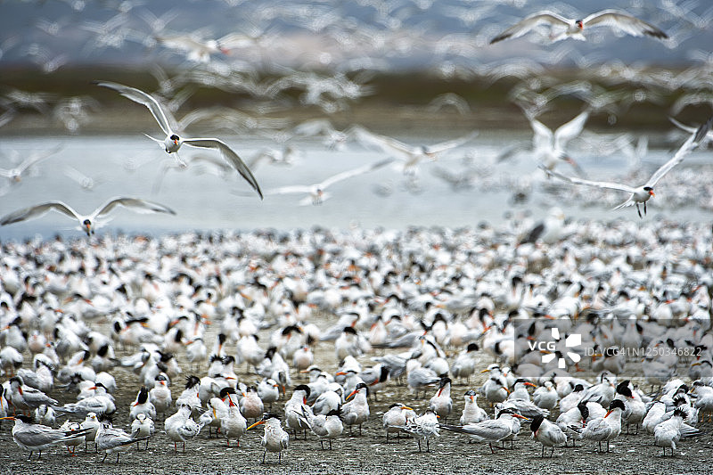 大群燕鸥从觅食地集体飞起图片素材