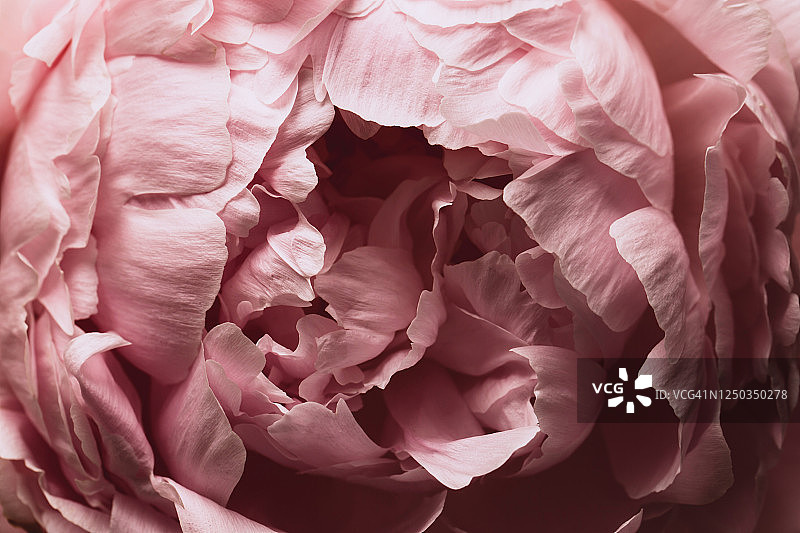 美丽的粉色牡丹图片素材