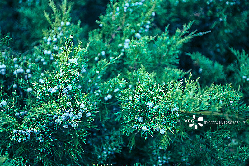 抽象杜松树枝与浆果背景，天然鳞 Juniperus squamata 纹理图片素材