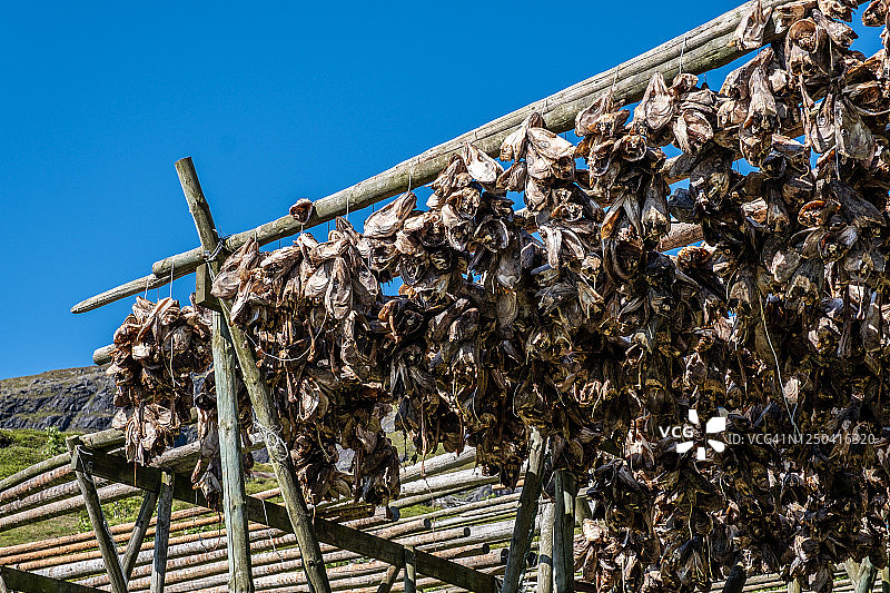 挪威罗弗敦群岛上晾晒的鳕鱼头图片素材