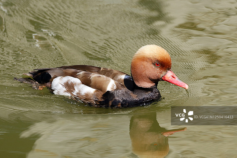 红色的鸭子图片素材