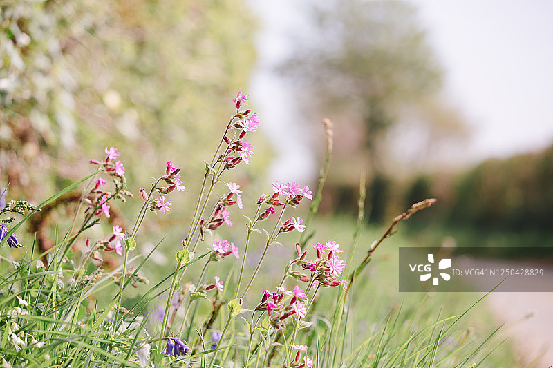 乡村道路旁生长的红色蝇子草图片素材