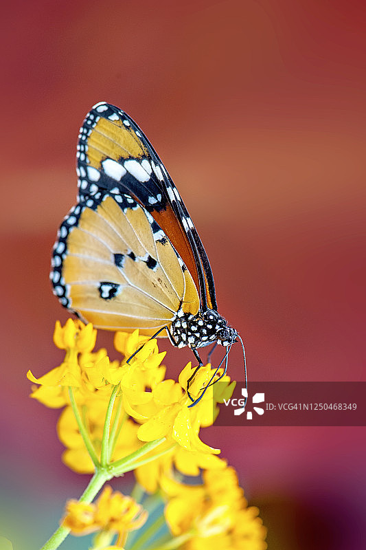 美丽的帝王蝶从热带马利筋花朵上采集花粉的特写图片素材