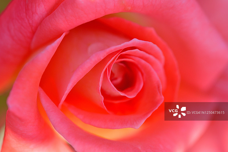 玫瑰花特写照片图片素材