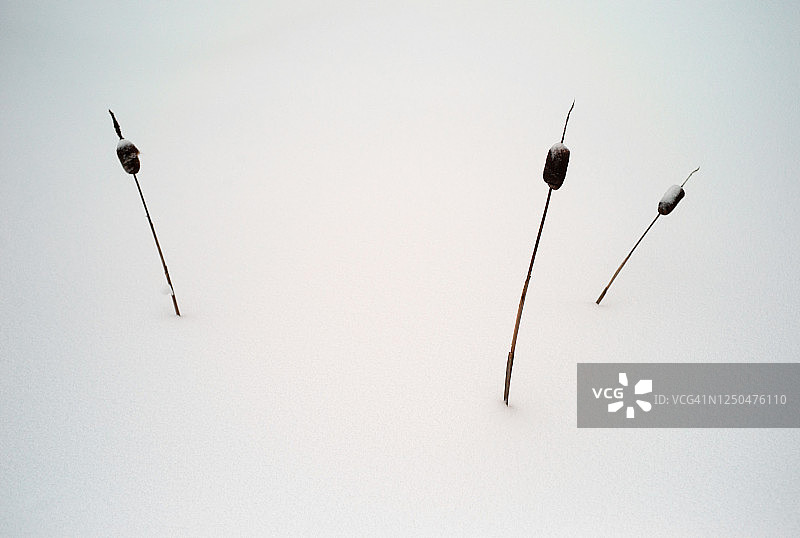 魁北克里穆斯基雪中的长茎无叶香蒲图片素材