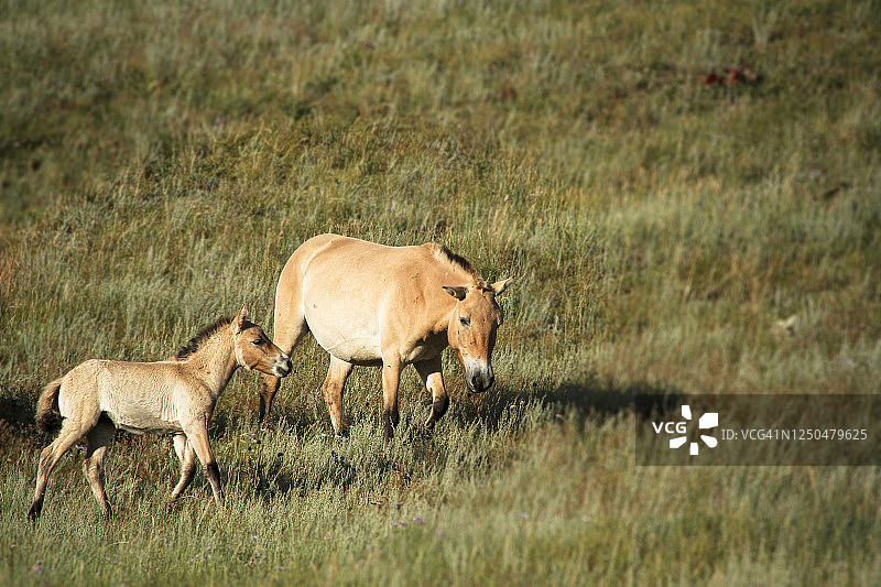 一匹成年蒙古野马和一匹小马驹图片素材