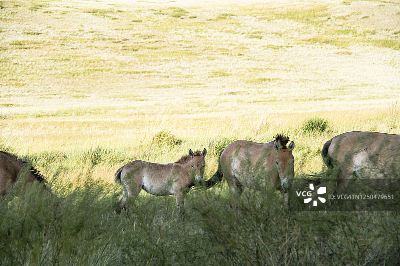 四匹蒙古野马，包括一匹小马驹图片素材