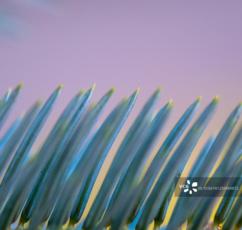 蓝云杉树叶图片素材