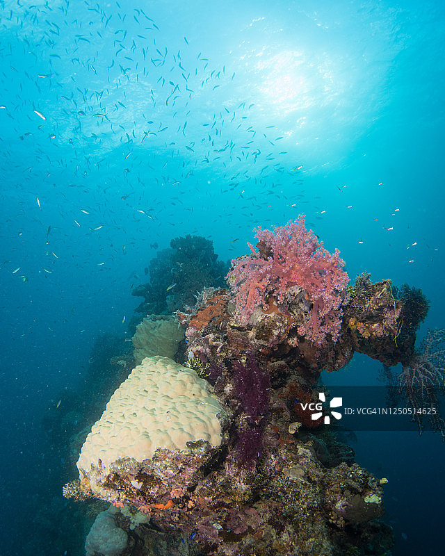 特鲁克泻湖水下Hoyo Maru号上的珊瑚，密克罗尼西亚楚克图片素材