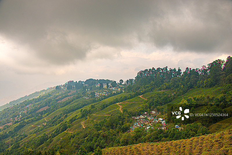 印度大吉岭茶园图片素材