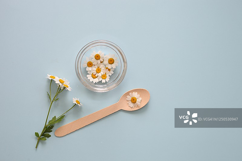 蓝色背景上的洋甘菊白色花朵，带文本复制空间图片素材