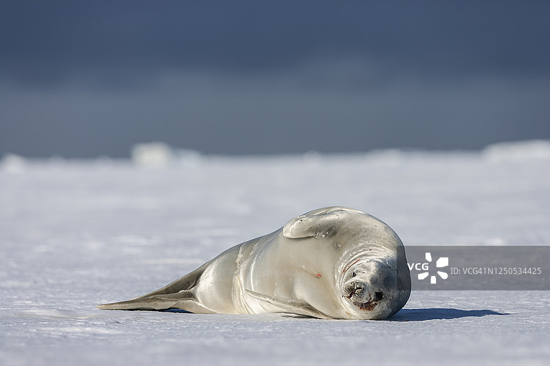 食蟹海豹，南极洲威德尔海图片素材
