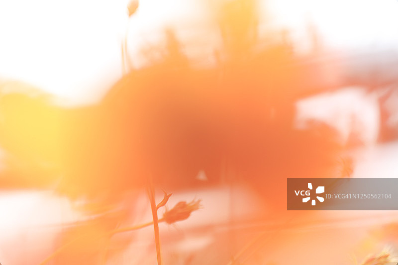 发光抽象花朵图片素材