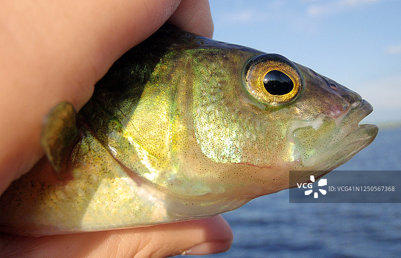 手中的小口黑鲈图片素材