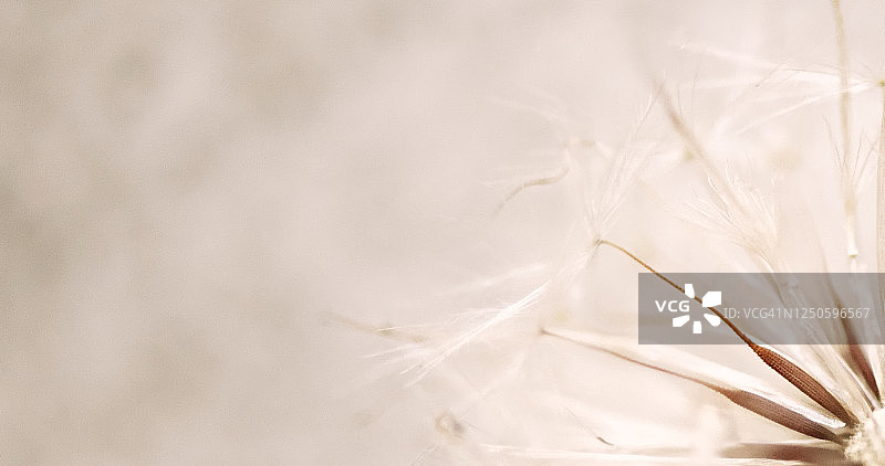 蒲公英特写（虚化背景）图片素材