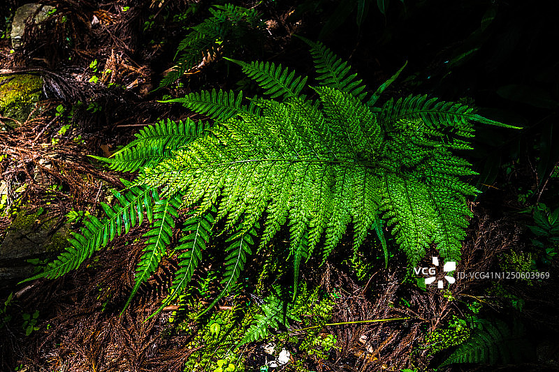 闪亮的蕨类嫩叶图片素材