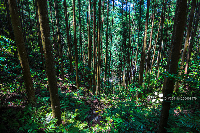 雪松森林和蕨类灌木图片素材