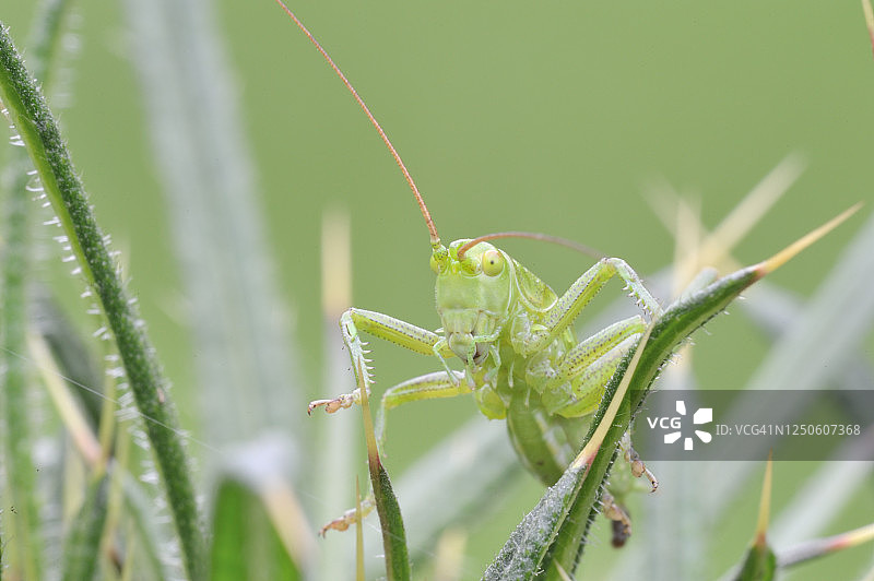 网翅蝗科图片素材