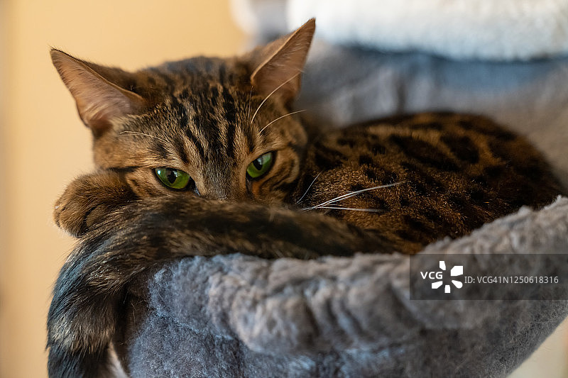 绿眼睛的孟加拉猫躺在吊床上图片素材