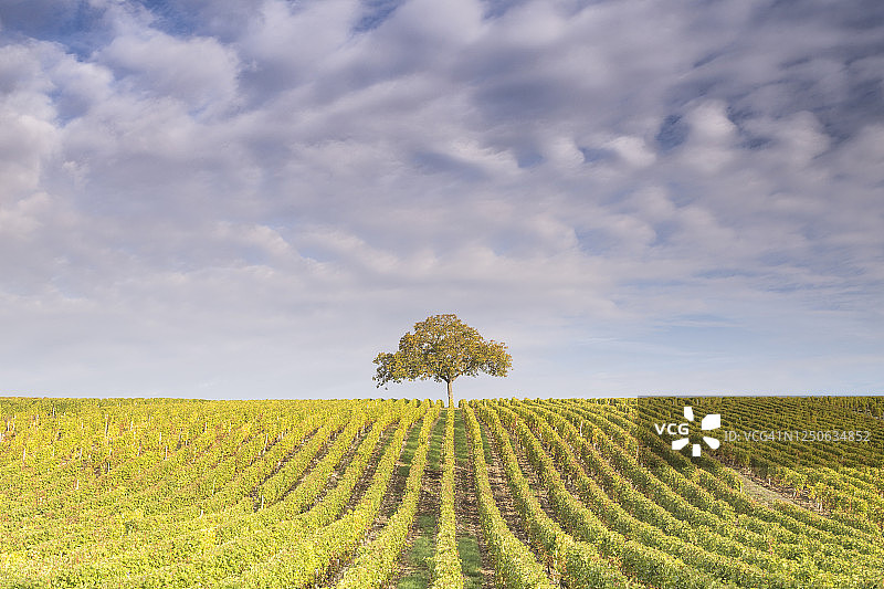 法国桑塞尔葡萄园中的孤树图片素材